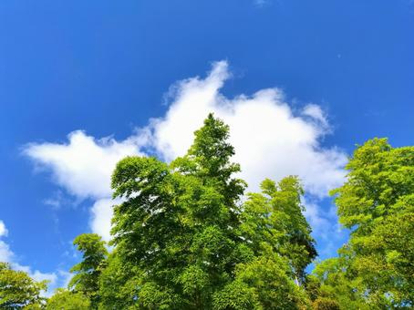 青空背景の竹林 青空背景の竹林の写真