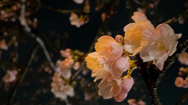 夜桜 三分咲き 夜桜 三分咲きの写真