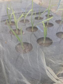 にんにくの芽の写真