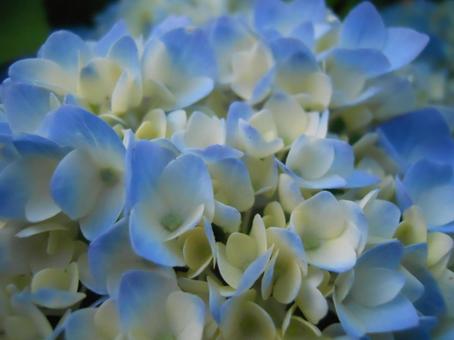 紫陽花の写真