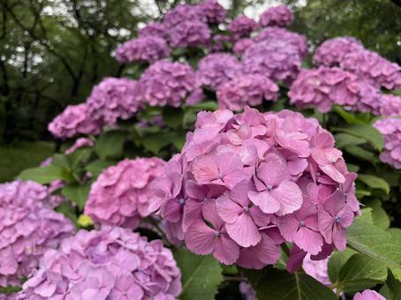 Pink Hydrangea (Hydrangea), JPG