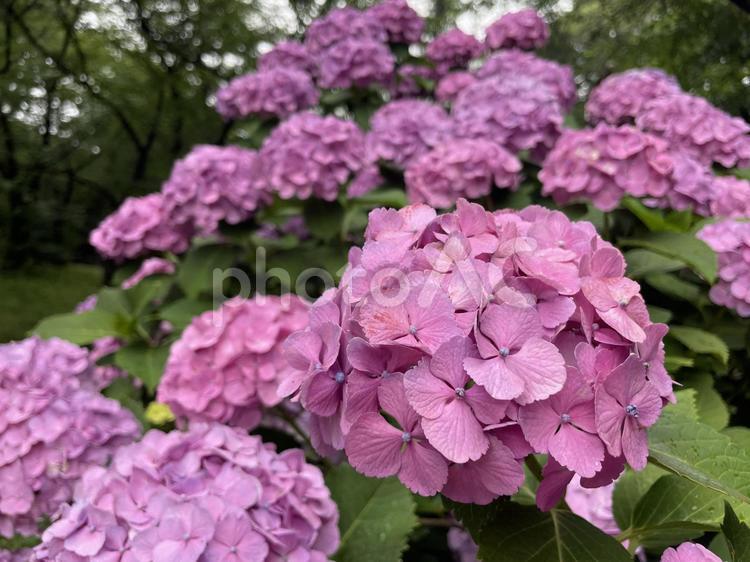 ピンク色のアジサイ(紫陽花) アジサイ,梅雨,ピンク色の写真素材