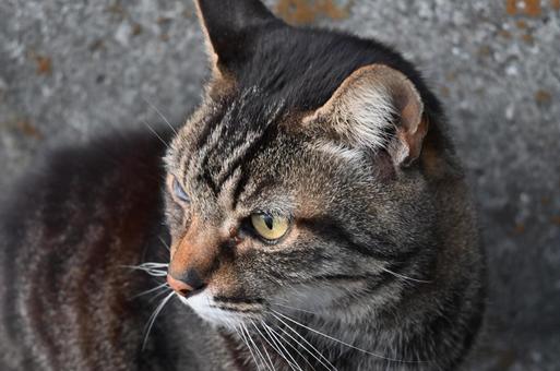 Handsome cat looking away, JPG Handsome cat looking away, JPG