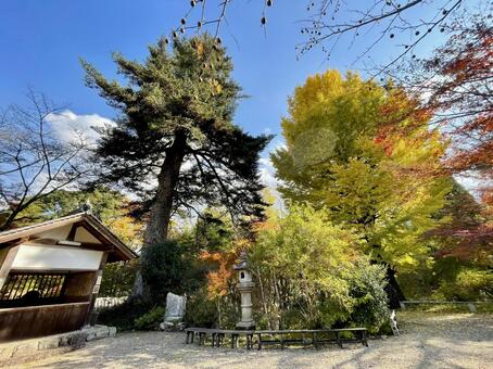 奈良　大願寺　もみの木と大銀杏 大願寺,もみの木,大銀杏の写真素材
