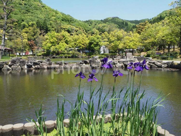 あやめ池公園の花菖蒲 花菖蒲,菖蒲,ハナショウブの写真素材