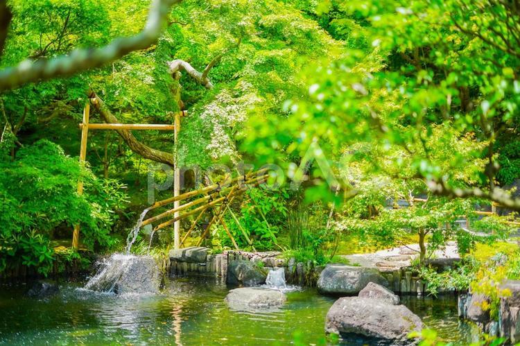 日本の竹林と小川 竹,林,小川の写真素材