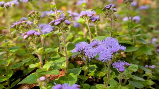 小さな青い花 青,花,小さいの写真素材