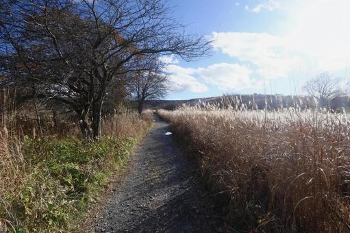 八島湿原 高原,草原,湿原の写真素材