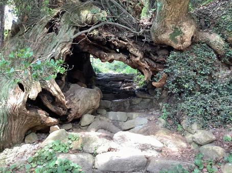 生樹の御門 生樹の御門 根っこ,門,木のトンネルの写真素材