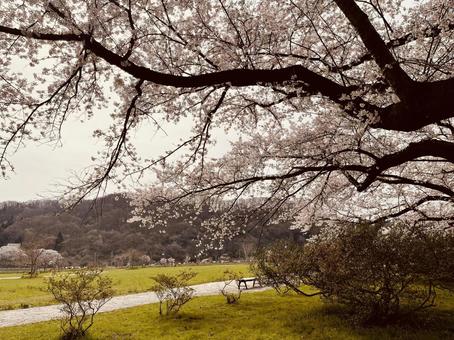 Cherry blossom trees, JPG