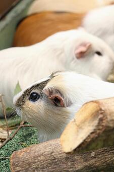 Aligned guinea pigs (vertical), prosta kompozycja, to jest, szczęśliwego nowego roku, JPG