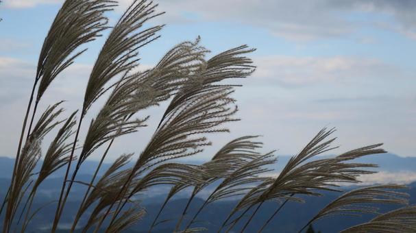 ススキ ススキ,ススキの穂,自然の写真素材