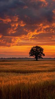 オレンジ色に染まる壮大な夕焼けの風景 オレンジ色に染まる壮大な夕焼けの風景の写真
