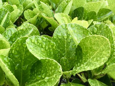 雨の日の青葉 青葉,春,雨の写真素材