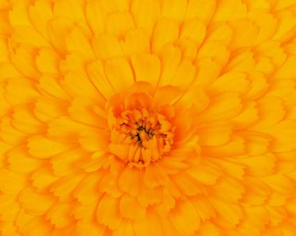 放射状に広がるオレンジの花びら 放射状に広がるオレンジの花びらの写真