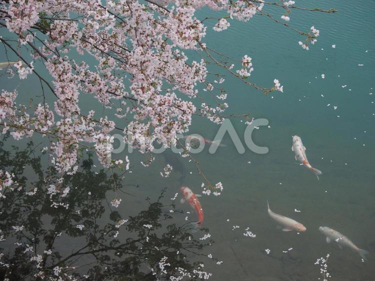 桜と鯉 ナチュラル,素材,自然の写真素材