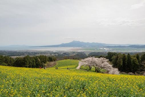 長崎県の白木峰高原に咲く菜の花と桜 長崎県の白木峰高原に咲く菜の花と桜 日本,長崎,長崎県の写真素材