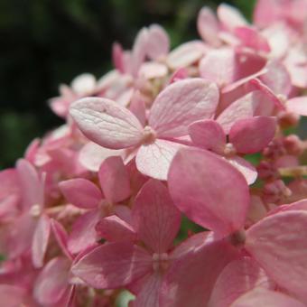 アジサイ(紫陽花) アジサイ(紫陽花)の写真
