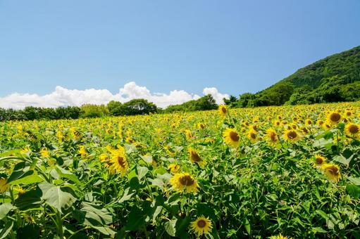 ヒマワリ(49) ヒマワリ(49) 夏,花,ヒマワリの写真素材