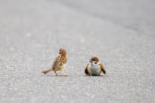 スズメ(40) スズメ(40)の写真