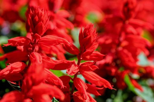 鮮やかな赤いサルビアの花_02の写真
