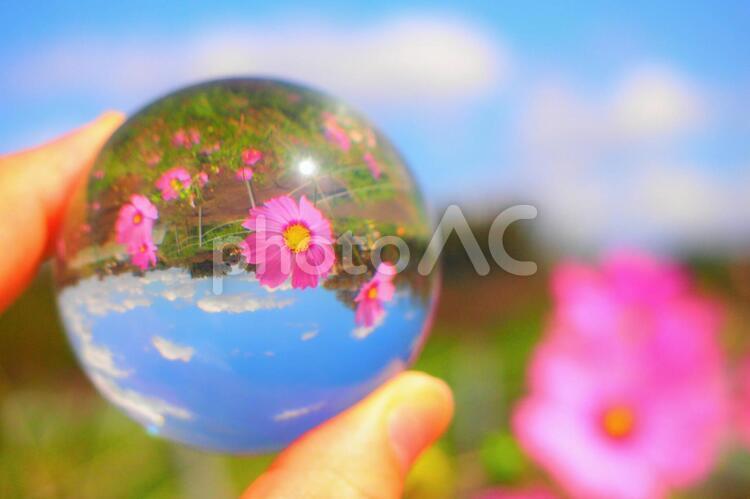 ガラスボールの中のコスモス畑 コスモス,ビー玉,水晶の写真素材