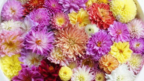 秋のダリア園-895 ダリア,花手水,ピンクの写真素材