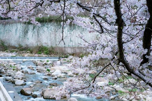 桜 桜,呉市,春の写真素材