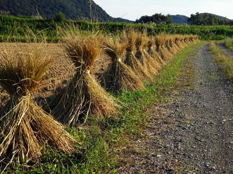 稲わら 稲わらの写真