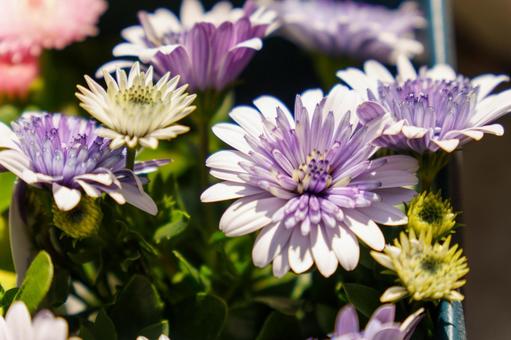 プランターに生けた紫の菊の花 プランターに生けた紫の菊の花の写真