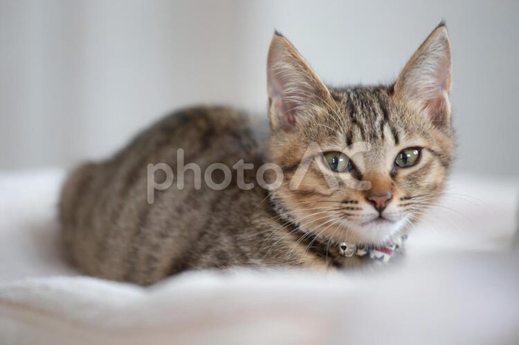 カメラを見ている子猫 猫,可愛い,目の写真素材