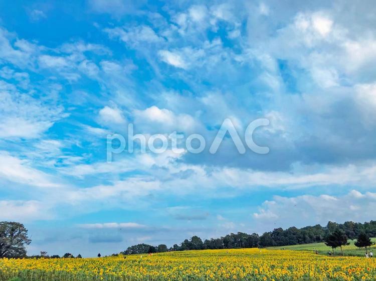 夏の旅行のイメージ 夏,ひまわり,向日葵の写真素材