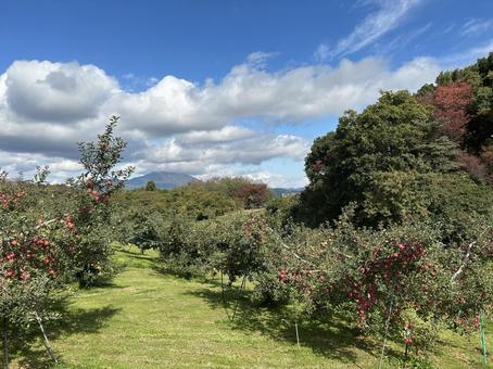 りんご畑 秋の空,自然,のんびりの写真素材