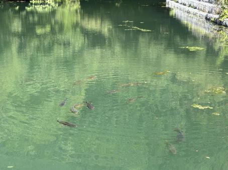 山の池2 山の池2の写真