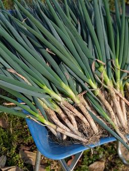 長ネギ 長ネギ,ねぎ,収穫の写真素材