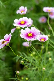 コスモス コスモス,白,ピンクの写真素材
