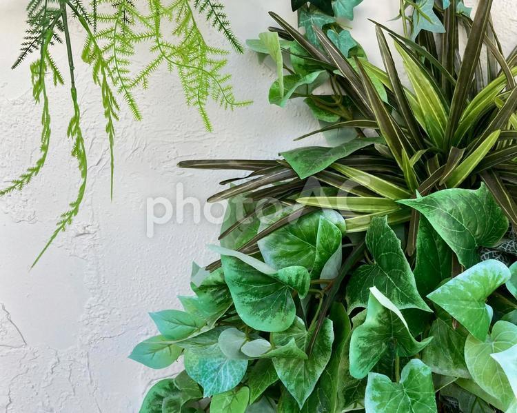 白壁と植物　背景素材 白壁,背景素材,ボタニカルの写真素材