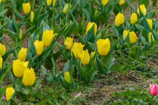 A field of yellow tulips shining in the spring sun, JPG
