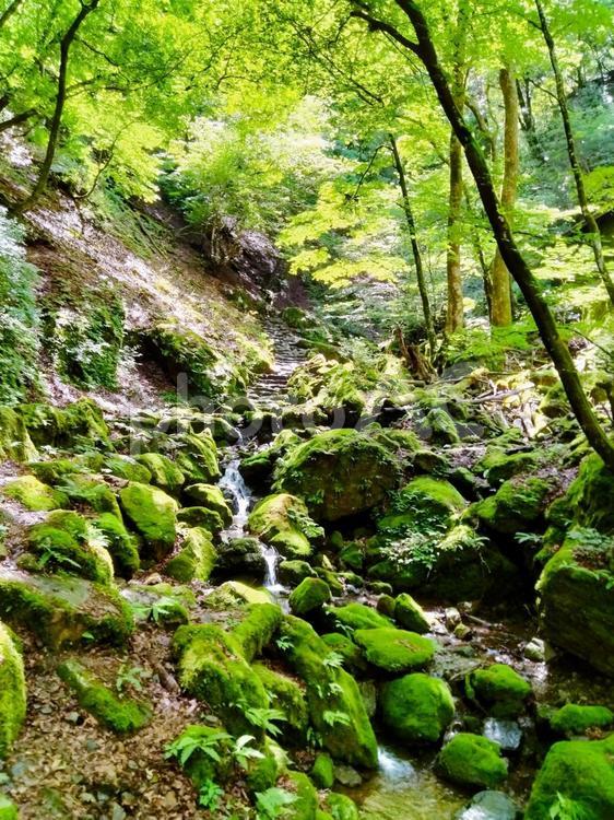 6月　御岳山　新緑のロックガーデン 御岳山,ロックガーデン,奥多摩の写真素材