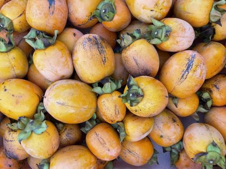 渋柿 渋柿,果物,柿の写真素材