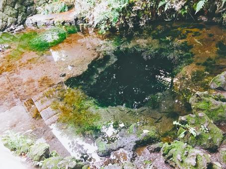 湧き水の池（魚） 湧水,泉,池の写真素材
