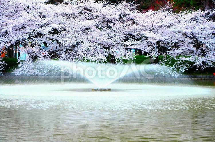満開の桜と噴水 桜,満開,池の写真素材