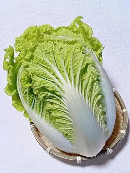 ミニ白菜 ミニ白菜,野菜,食材の写真素材