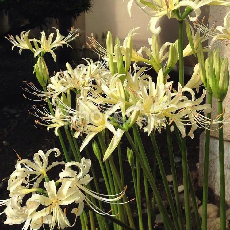 彼岸花 花,ヒガンバナ,リコリスの写真素材