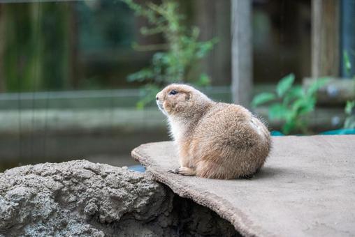 見上げるプレーリードッグ プレーリードッグ,動物,小動物の写真素材