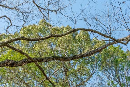 青空と木々の枝 木,枝,新緑の写真素材