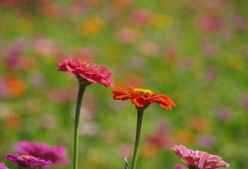 ジニア（ヒャクニチソウ） ジニア,ヒャクニチソウ,花の写真素材
