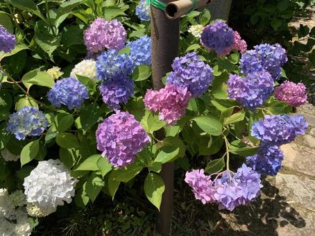 アジサイ アジサイ 紫陽花,花,自然の写真素材