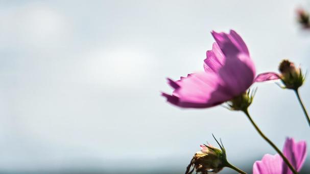 風に揺るコスモス 花,植物,グラデーションの写真素材