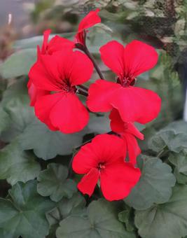 ゾナールゼラニウム ゼラニウム,花,flowerの写真素材